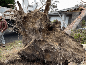 Tree Services in Shoalhaven