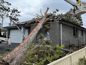 Tree Trimming in Shoalhaven