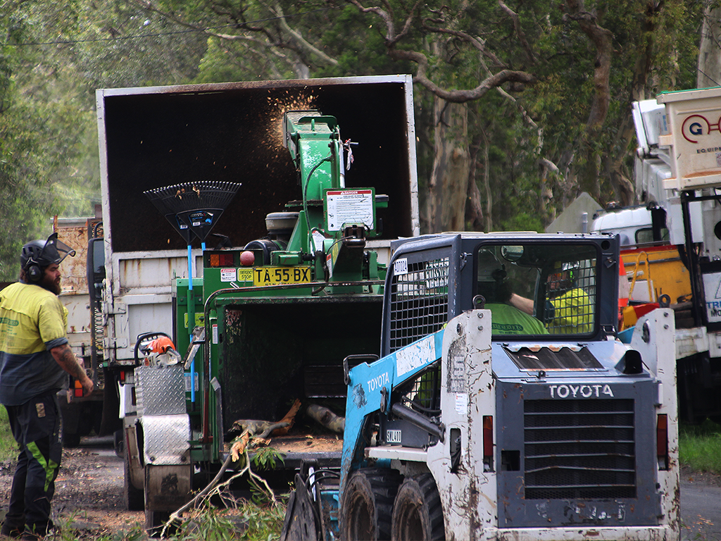 tree removal services