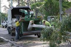 All About Selecting The Right Tree Pruning Method