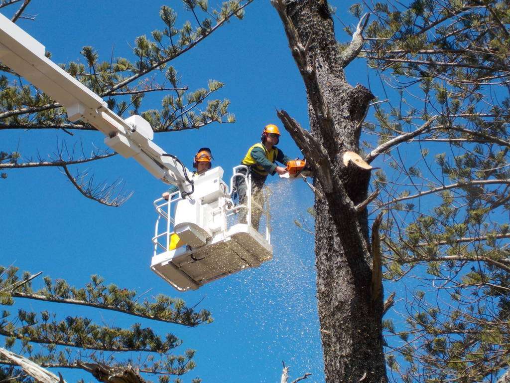 tree removals