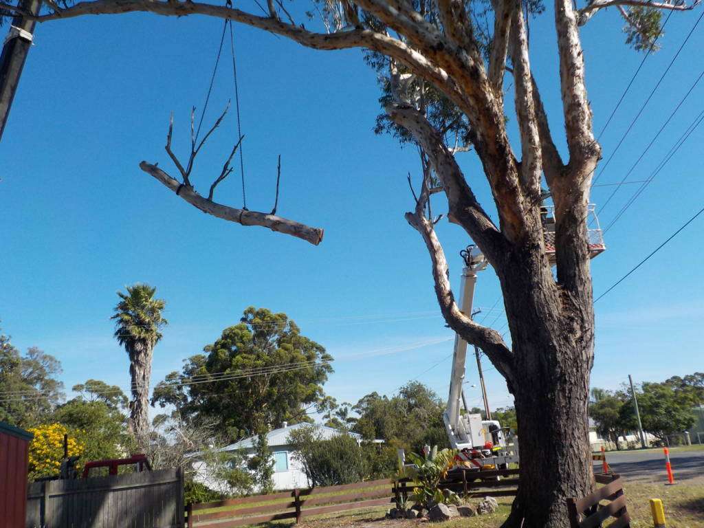 tree removal service