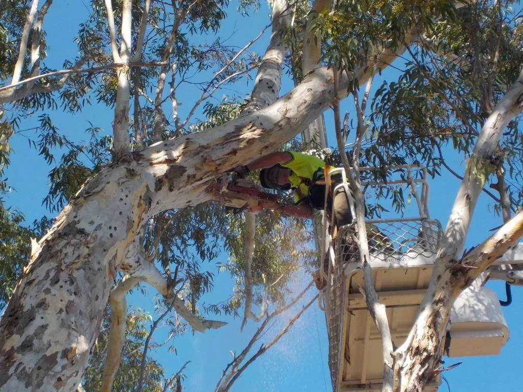 What are the Most Common Tools Used by Commercial Tree Services?